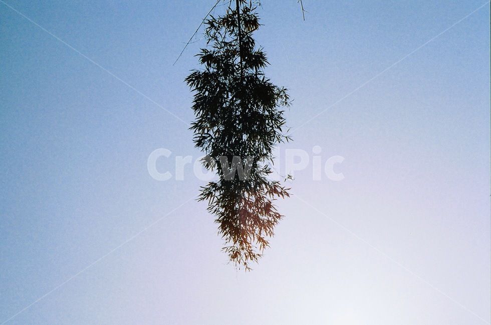 나무,하늘,대나무,tree,green,bambusoideae,낮