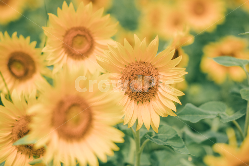 해바라기,여름꽃,여름,꽃,맑음,힐링,꿀벌,벌,자연,네츄럴,노랑,감성,sunflower,nature,summer,healing,emotional,flower,honeybee,bee,식물,자연,plants,nature,꽃,flower