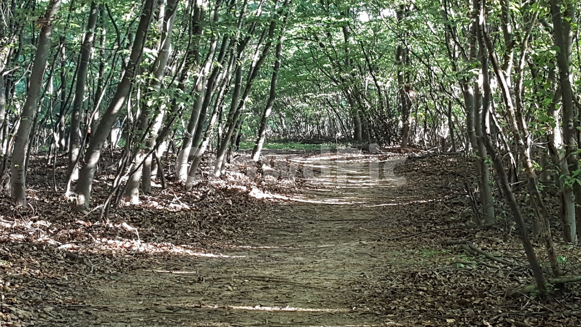 나무,숲,길,경치,자연,자연,풍경,nature,landscape,plant,식물