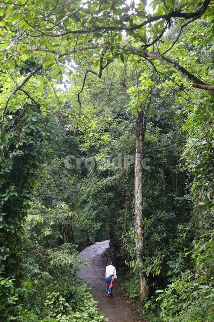 숲,forest,lady,green,식물,nature,자연,초록,rainforest,열대우림,tree,나무,vegetation,초목,outdoors,옥외,여자
