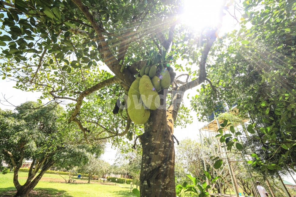 아프리카,우간다,잭프루트,여행,빛,식물,나무,식물,자연,plants,nature,나무,trees,wood,과일,열매,fruit