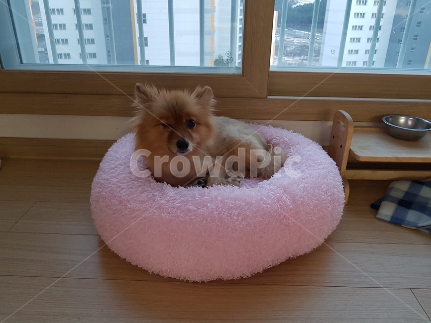 포메라니안,pomeranian,개,dog,갈색,brwon,동물,animal,포유류,mammal,개,강아지,dog,doggy