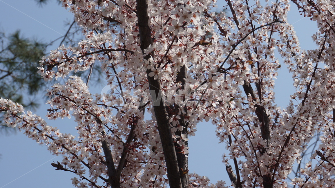 plant,식물,flower,꽃,봄꽃,자두나무