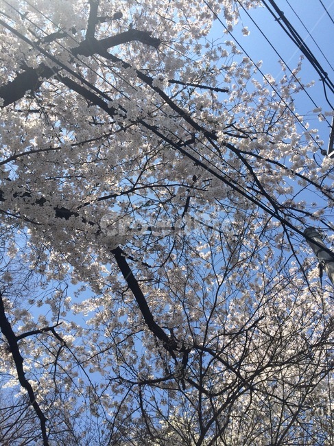 flower,벚꽃,cherryblossom,plant,식물,blossom,꽃