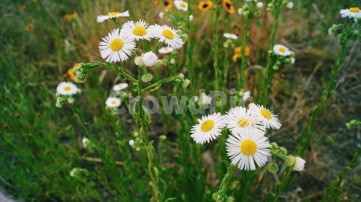 plant,식물,꽃,들판,개망초,계란꽃,flower