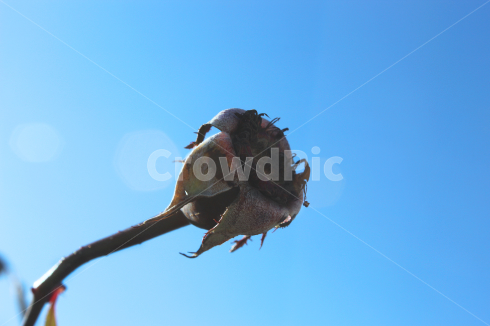 꽃,시든꽃,저물어가는꽃,못핀꽃,하늘,밝은하늘