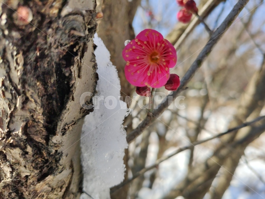 홍매화,매화,매화꽃,붉은매화꽃,홍매,자장매,maehwa,plant,식물,blossom,geranium,제라늄,flower,꽃,식물,자연,plants,nature,꽃,flower