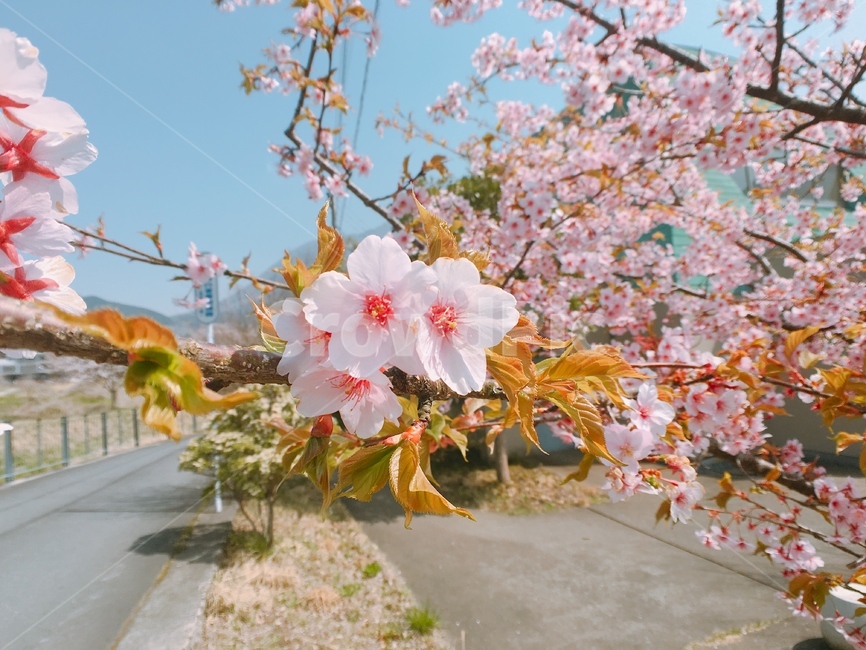 봄,꽃,계절,식물,야외,풍경,색상,벚꽃,분홍,나무,따뜻한,오전,산책,봄,계절,spring,season,식물,자연,plants,nature,꽃,flower,plant,blossom