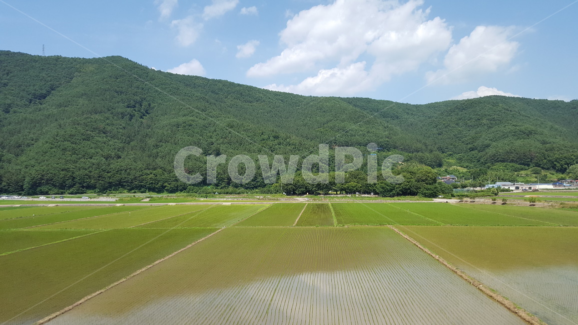 평야,논,구름,산줄기,큰평야,산업,industry,industrial,농업,농사,agriculture,farming,farming industry