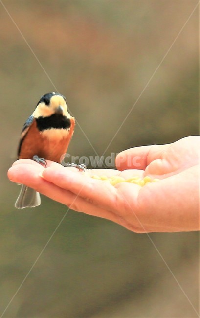 bird,새,animal,동물,finch,조류,새,birds