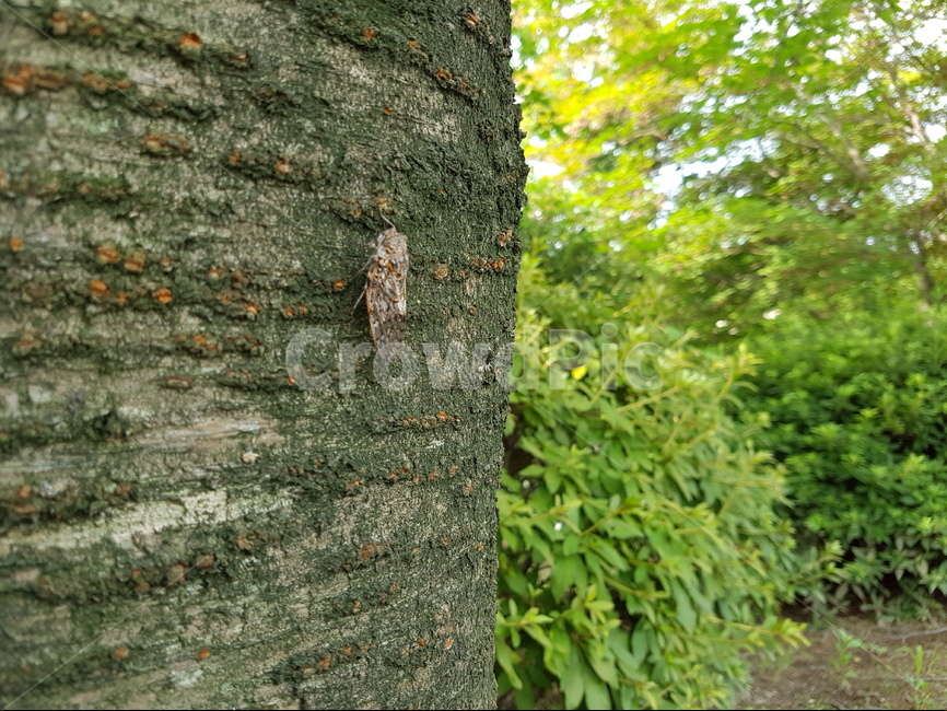 매미,곤충,여름곤충,참매미,벚나무,여름,계절,summer,season,동물,animal,곤충,벌레,insect,bug,tree,나무,tree trunk,나무 줄기,plant,식물