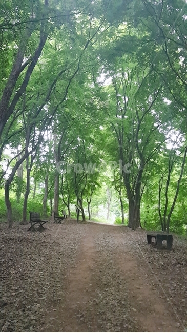 산길,산,숲,울창한숲,forest,자연,nature,초목