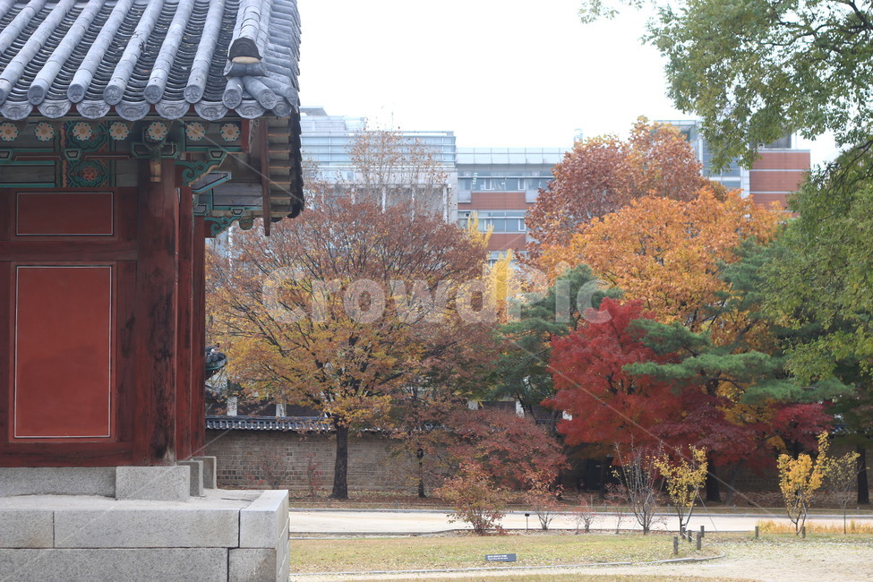 창경궁,가을,단풍나무,낙엽,궁궐,fall,autumn,가을,계절,fall,autumn,season,한국전통,한국문화,korean traditional,korean culture,건축물,건물외관,exterior,building,structure,architecture,construction,tree,나무,plant,식물