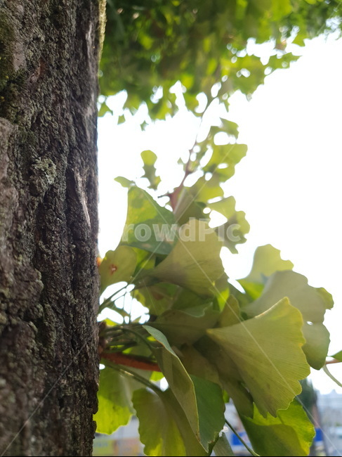 은행나무,가을,은행잎,나뭇잎,잎,leaf,식물,plant,빛,햇빛,light,sunlight,tree,나무,식물,자연,plants,nature