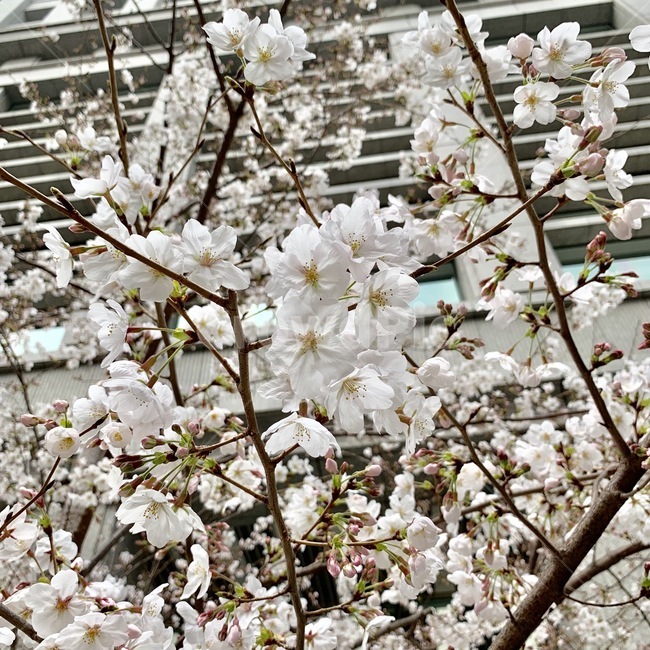 일본,벚꽃,사쿠라,봄,꽃,식물,자연,plants,nature,꽃,flower