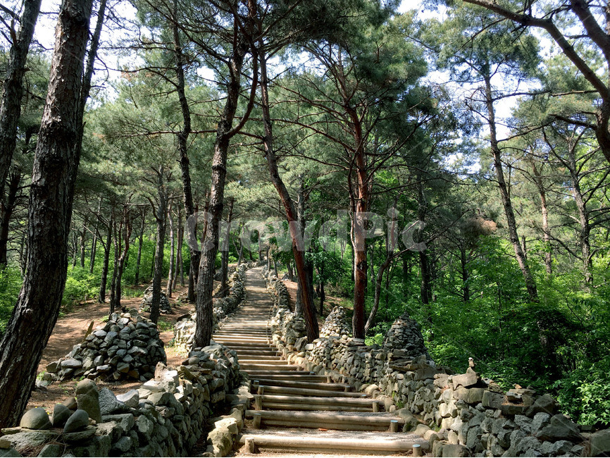 숲,공원,오솔길,소나무숲,나무계단,산책로,산책,여유,자연,힐링,나무,그늘,여름,forest,park,nature,tree,여름,계절,summer,season,자연,풍경,nature,landscape,식물,plants,나무,trees,wood,flagstone,판석
