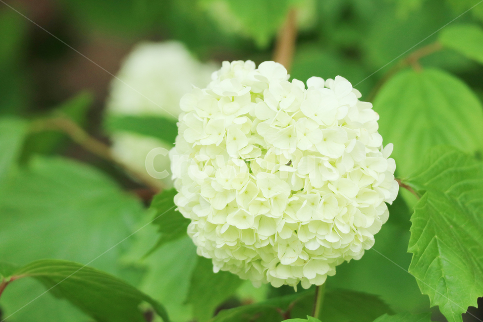 수국,꽃,봄,꽃밭,식물,자연,하얀수국,흰수국,식물,자연,plants,nature,꽃,flower