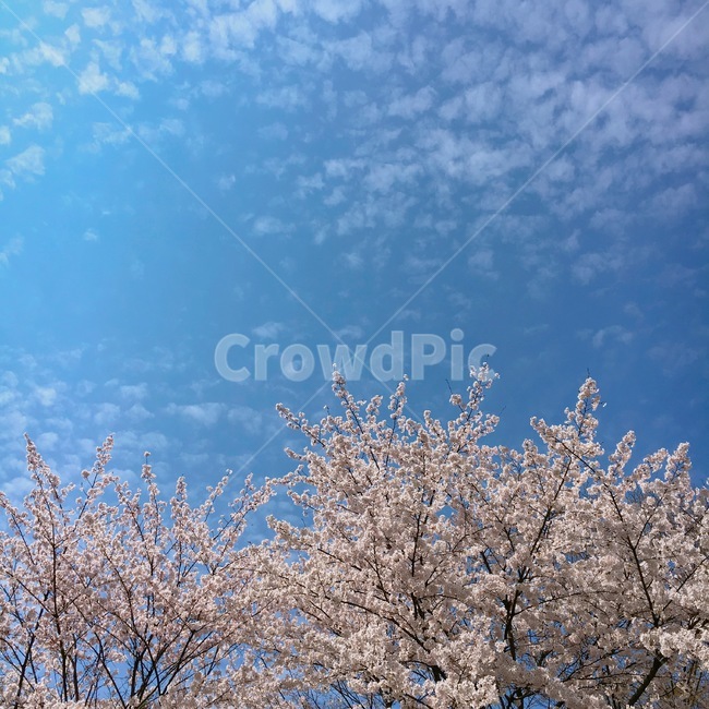 하늘,벚꽃,구름,파란하늘,벚꽃나무,풍경,나무,위,자연,파란색,분홍색