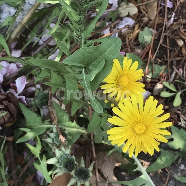 민들레,등롱화,안질방이,앉은뱅이,파파정,포공영,황화지정,Dandelion,국화과,여러해살이풀,노란꽃,씨앗식물,수과,식용,약재,약용,식재,이뇨효능,들풀,야생화,식물,꽃,Flower,식물,자연,plants,nature,꽃,flower