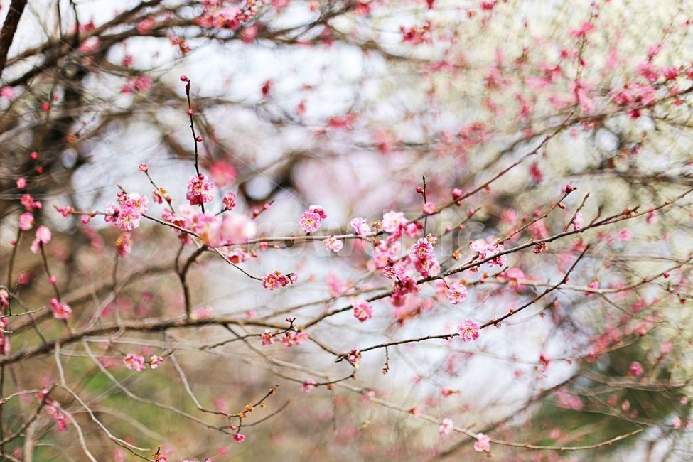 하동,매화,매화마을,매화축제,매화꽃,flower,꽃,hadong,봄,계절,spring,season,식물,자연,plants,nature,꽃,flower,plant,blossom