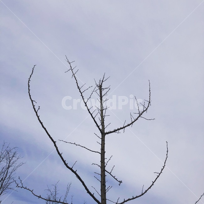 나무,날씨,흐림,나뭇가지,가을,겨울,계절,winter,season,식물,자연,plants,nature,나무,trees,wood