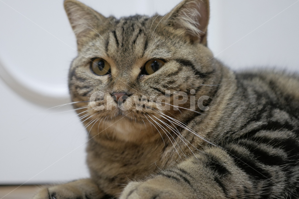 고양이,개냥이,표정,동물,얼굴,귀여운,동물,animal,포유류,mammal,고양이,cat,kitten,kitty