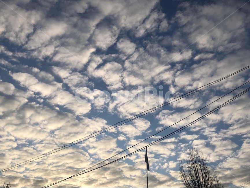 하늘,구름,밝음,sky,나무