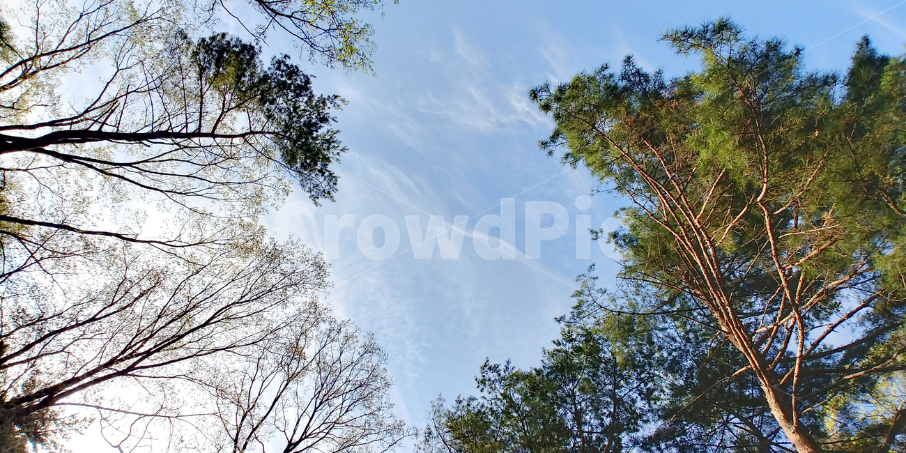 나무,하늘,풍경,구름,소나무,봄,잎사귀,파인트리,tree,sky,cloud,finetree,경기도,천마산,남양주,자연,풍경,nature,landscape,식물,plants,나무,trees,wood,plant