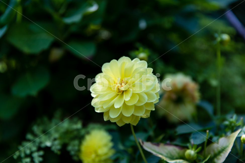 꽃,식물,plant,flower,blossom,식물,자연,plants,nature,꽃,flower