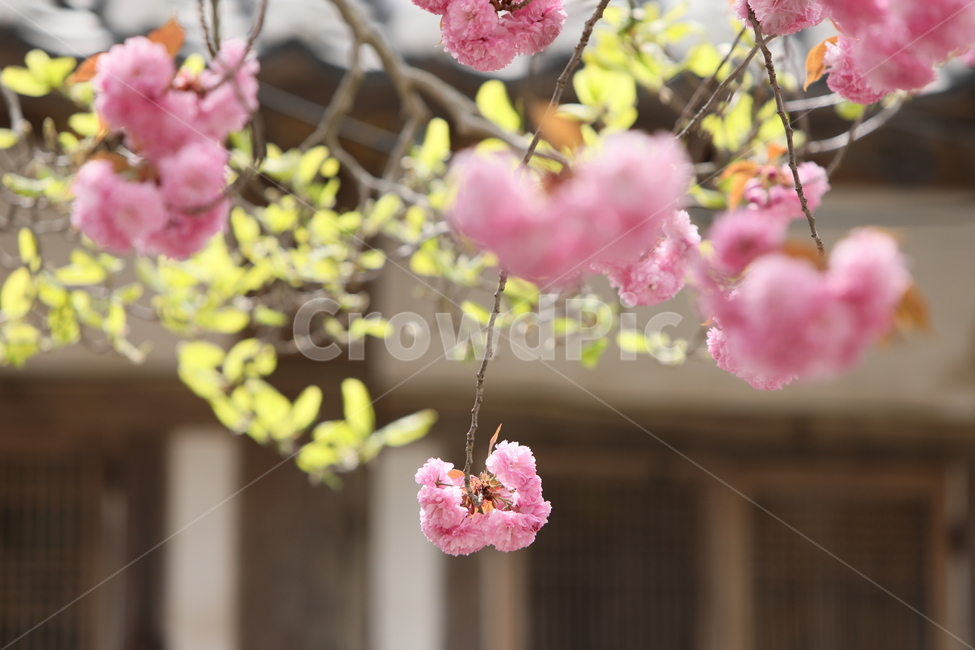 순천,선암사,만첩왕벚,겹벚꽃,벚꽃,봄,사찰,왕벚꽃,봄,계절,spring,season,식물,자연,plants,nature,꽃,flower,plant,blossom