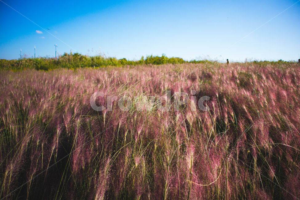 핑크뮬리,하늘공원,공원,뮬리,자연풍경,가을,분홍식물,자연,pink,park,핑크,nature,landsacpe,autumn,fall,식물,분홍갈대,가을,계절,fall,autumn,season,자연,풍경,nature,landscape,grassland,목초지,field,들,outdoors,옥외