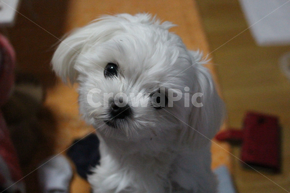 puppy,baby puppy,Tilt,pet dog,maltese