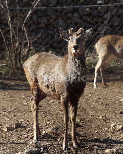 사슴,동물,포유류,동물원,deer,동물,animal,포유류,mammal