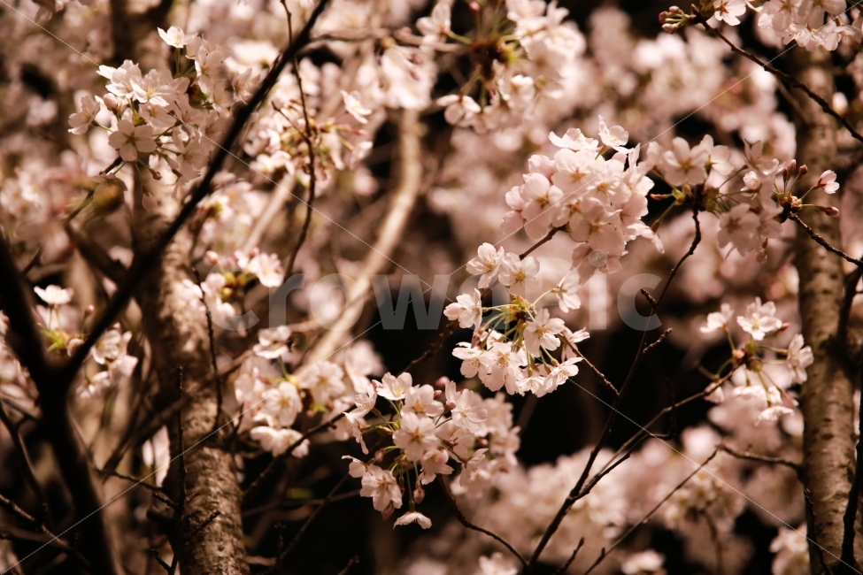 벚꽃사진,벚꽃이미지,분홍색꽃,야경꽃사진,벚꽃,봄,계절,spring,season,식물,자연,plants,nature,꽃,flower,plant,blossom