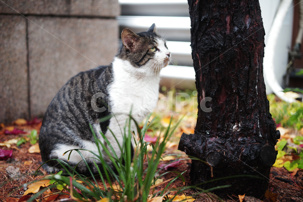고양이,길고양이,길냥이,동물,자연,애완동물,cat,kitty,kitten,cute,animal,pet,동물,animal,포유류,mammal,고양이,cat,kitten,kitty