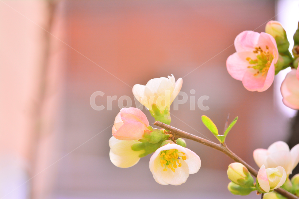 봄꽃,명자꽃,명자나무,꽃,분홍색꽃,핑크색,4월,5월,flowers,분위기,감성,필,화사한,아름다운,우아한,beautiful,엘레강스,elegance,연분홍색,나무꽃,관목,느낌,배경,바탕,백그라운드,background,보케,빛망울,접사,마크로,클로즈업,macro,봄,계절,spring,season,식물,자연,plants,nature,꽃,flower,blossom,geranium,제라늄,plant