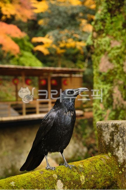 새,까마귀,야생동물,단풍,가을,동물,검은색