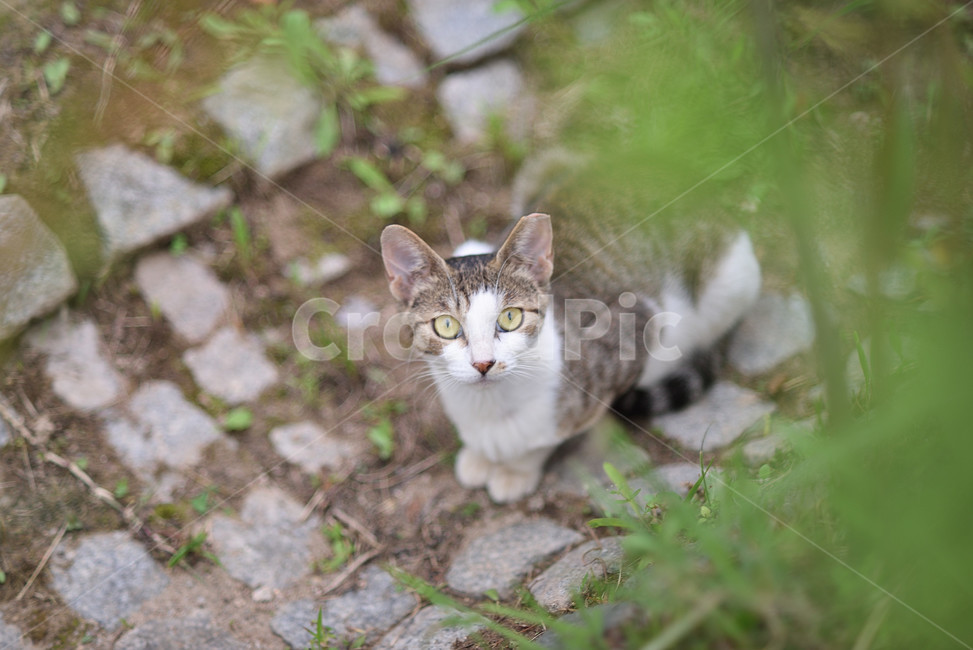 cat,고양이,동물,길고양이,포유류,animal,동물,animal,포유류,mammal,고양이,cat,kitten,kitty