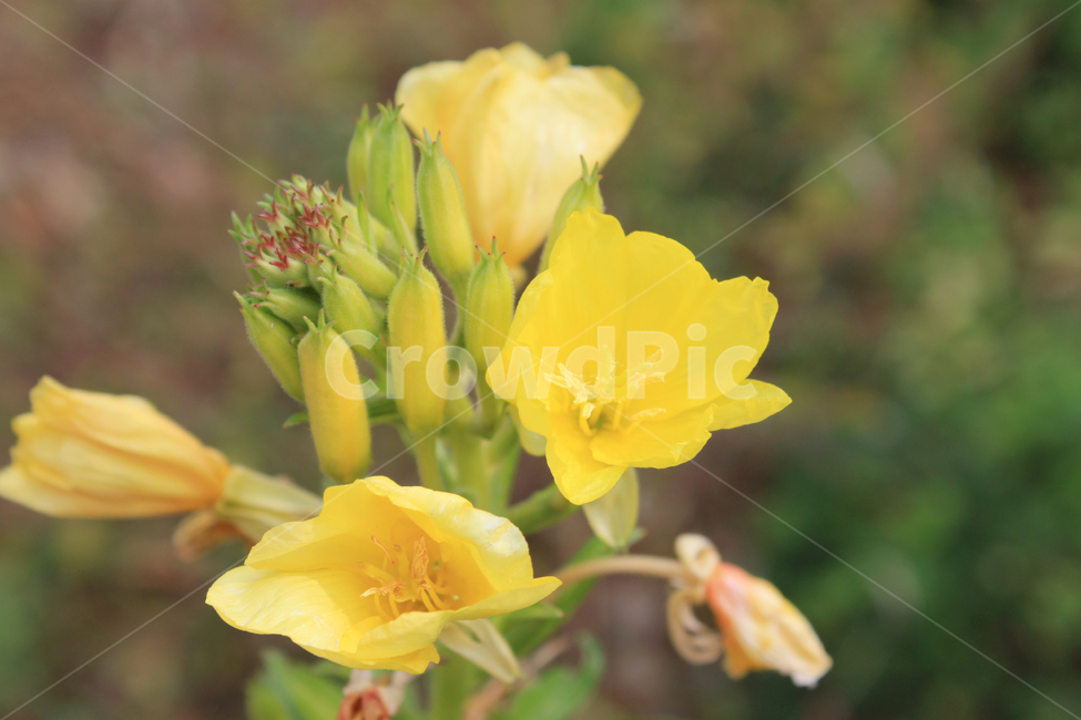 꽃,노란꽃,식물,향기,flower,자연,봄,여름,가을,공원,화단,화분,플라워,노란색,garden,floral,botany,blooming,식물,자연,plants,nature,꽃,flower
