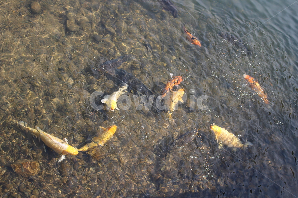 pond,nature,live fish,episode,goldfish,carp,ecology,mountain,crucian carp,stream,fish,meat,river,lake