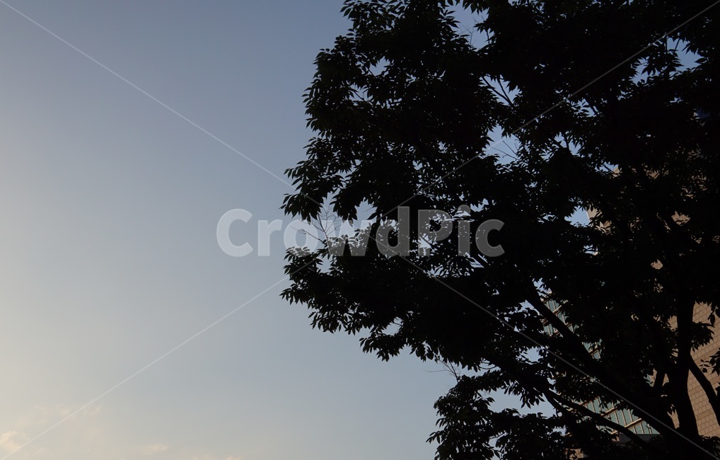 나무,배경,하늘,sky,tree