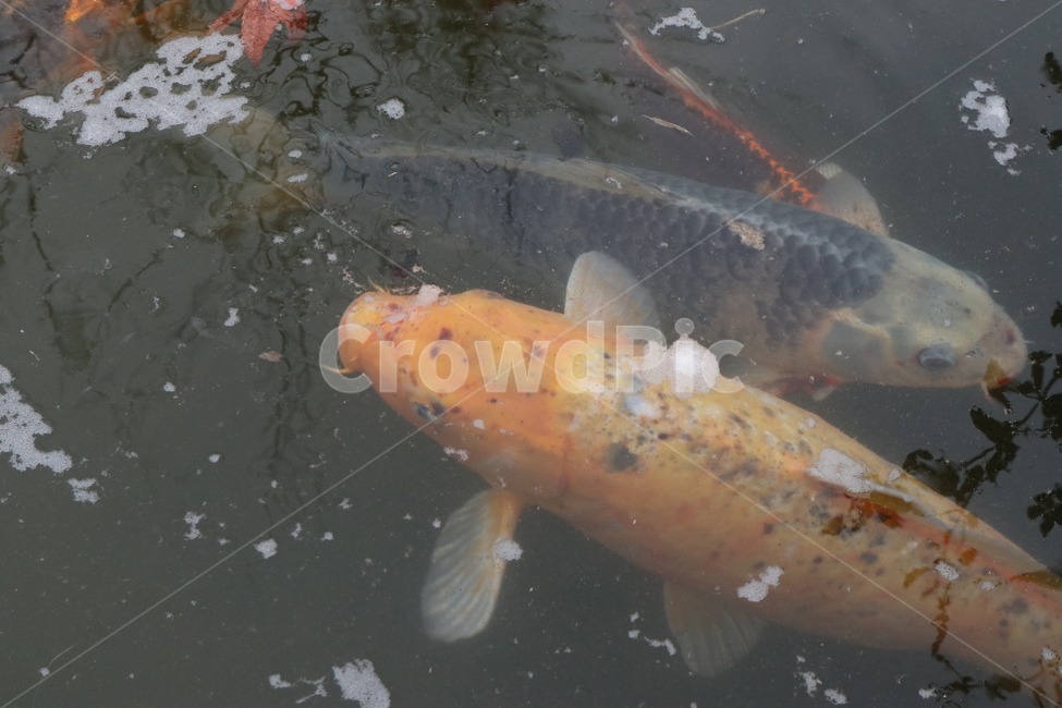 잉어,물고기,어류,비단잉어,생선,어류,물고기,fish