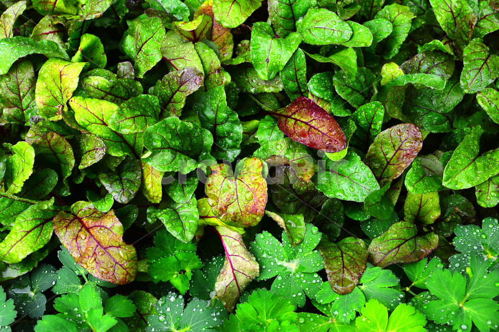 채소,야채,쌈채소,음식,식재료,food,green,fresh,신선한,싱싱한,plant,건강식품,푸성귀,건강식,vegetable,채소밭,어린,적근대,섬유질,다이어트,이슬,물방울,식물,자연,plants,nature,음식,식재료,요리,food,cook,meal,dishes,food reserves,채소,야채,vegetables