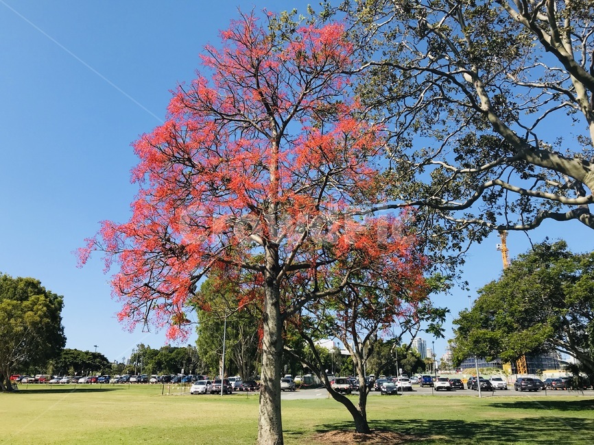 tree,plant,빨간색나무,희귀한빨간나무,식물