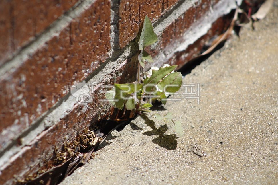 민들레,dandelions,벽사이꽃,고요함,santamonica