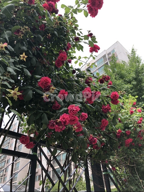garden,outdoors,정원,꽃,장미,flower,식물,자연,plants,nature,꽃,flower