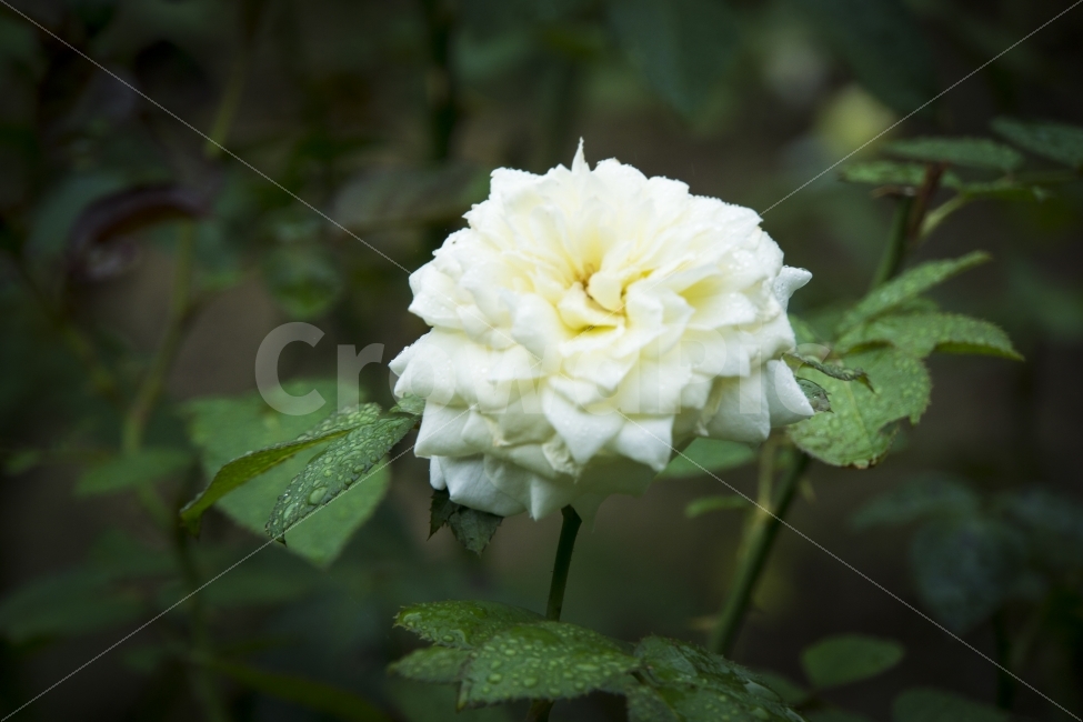 꽃,비오는날,식물,여름,울산,울산대공원,장미,flower,물방울,식물,자연,plants,nature,꽃,flower