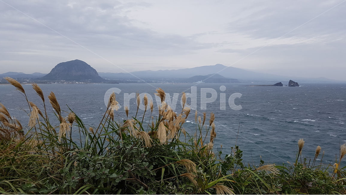 제주도,서귀포,사계해안,산방산,형제섬,한라산,올레길10코스,자연,풍경,nature,landscape,한국자연풍경,한국자연경관,korea nature landscape,제주도,jeju,jeju island,grass,잔디,plant,식물,lawn
