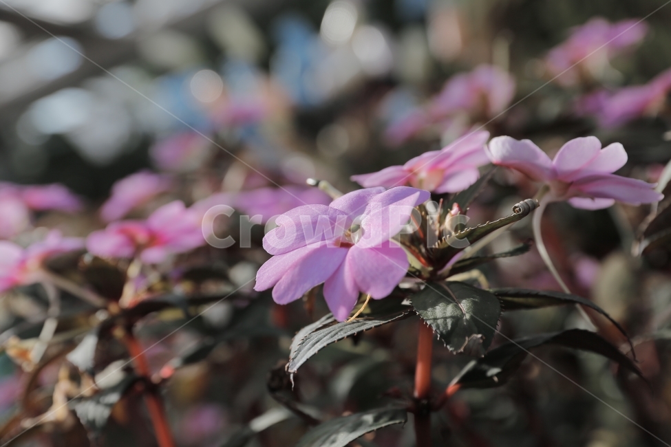 필름,필름사진,풍경,경치,꽃,landscape,flower,감성,감성사진,느낌,식물,자연,plants,nature,꽃,flower