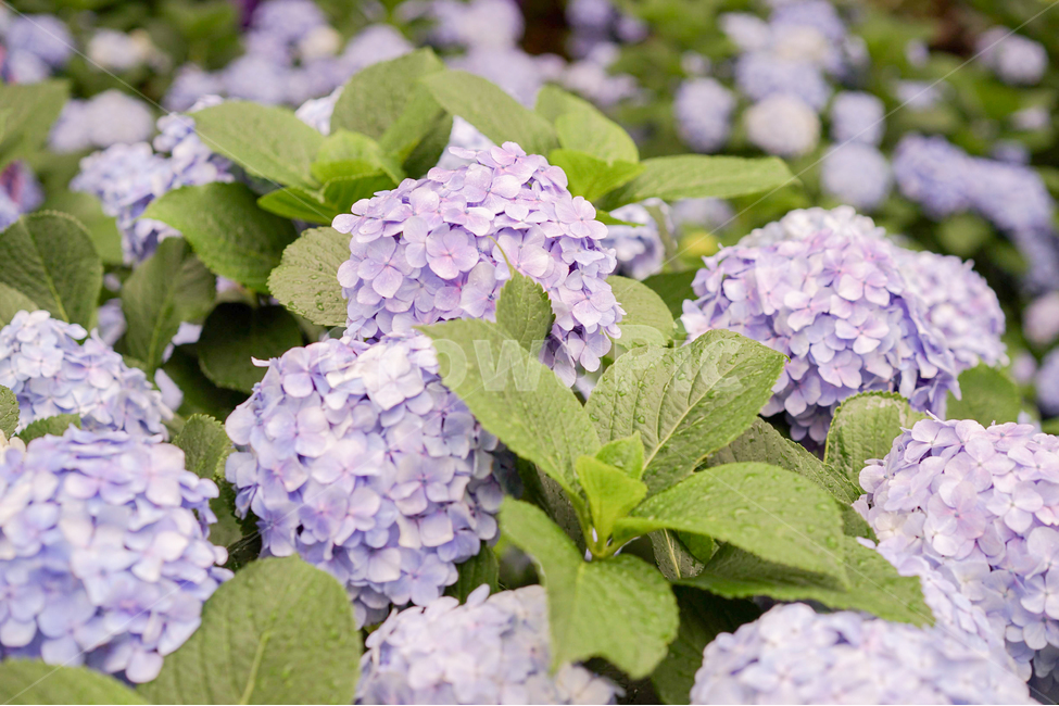 수국,hydrangea,꽃,flower,연보라색,식물,자연,plants,nature,꽃,flower,감성,sensible,feeling